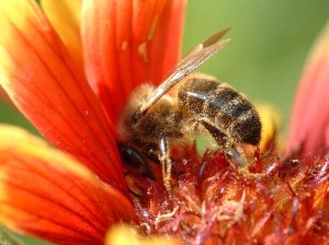 illustration l'abeille